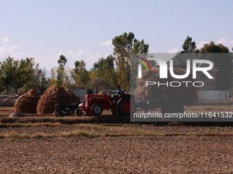 Farmers thresh the harvested rice at a rice field in Sopore, Jammu and Kashmir, India, on October 6, 2024. (