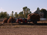 Farmers thresh the harvested rice at a rice field in Sopore, Jammu and Kashmir, India, on October 6, 2024. (