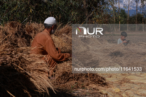 A farmer sorts the harvested rice plants as a child uses a mobile phone at a rice field in Sopore, Jammu and Kashmir, India, on October 6, 2...