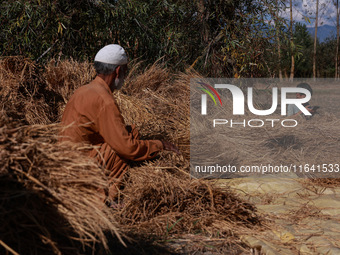 A farmer sorts the harvested rice plants as a child uses a mobile phone at a rice field in Sopore, Jammu and Kashmir, India, on October 6, 2...