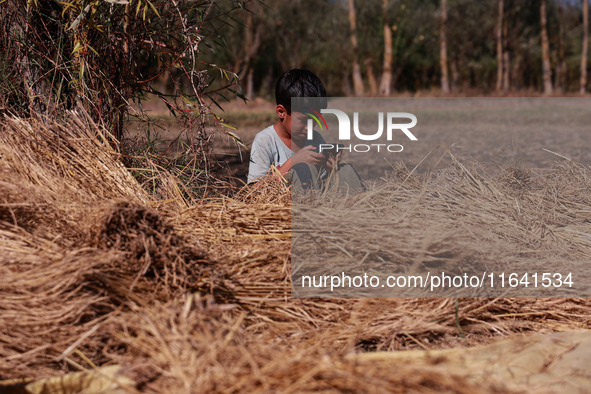 A farmer sorts the harvested rice plants as a child uses a mobile phone at a rice field in Sopore, Jammu and Kashmir, India, on October 6, 2...