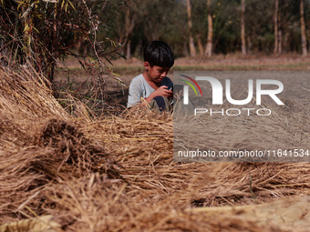 A farmer sorts the harvested rice plants as a child uses a mobile phone at a rice field in Sopore, Jammu and Kashmir, India, on October 6, 2...