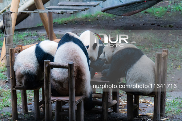 Giant pandas eat at a table at Chongqing Zoo in Chongqing, China, on October 6, 2024. 