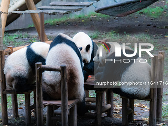 Giant pandas eat at a table at Chongqing Zoo in Chongqing, China, on October 6, 2024. (