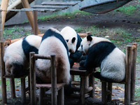 Giant pandas eat at a table at Chongqing Zoo in Chongqing, China, on October 6, 2024. (