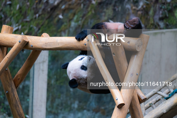 Giant panda ''Chongchong'' climbs on a wooden frame at Chongqing Zoo in Chongqing, China, on October 6, 2024. 