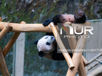 Giant panda ''Chongchong'' climbs on a wooden frame at Chongqing Zoo in Chongqing, China, on October 6, 2024. (