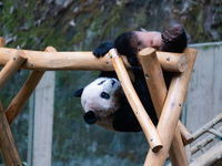 Giant panda ''Chongchong'' climbs on a wooden frame at Chongqing Zoo in Chongqing, China, on October 6, 2024. (