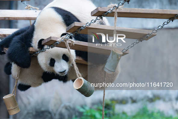 Giant panda ''Chongchong'' climbs on a wooden frame at Chongqing Zoo in Chongqing, China, on October 6, 2024. 