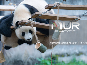 Giant panda ''Chongchong'' climbs on a wooden frame at Chongqing Zoo in Chongqing, China, on October 6, 2024. (