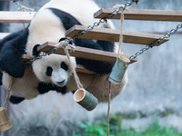 Giant panda ''Chongchong'' climbs on a wooden frame at Chongqing Zoo in Chongqing, China, on October 6, 2024. (