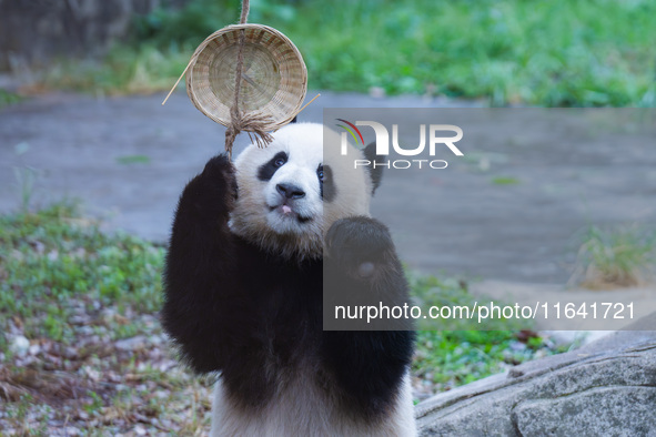 Giant panda Yu Ke plays with a bamboo basket at Chongqing Zoo in Chongqing, China, on October 6, 2024. 