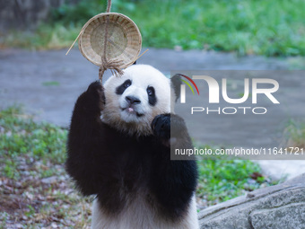 Giant panda Yu Ke plays with a bamboo basket at Chongqing Zoo in Chongqing, China, on October 6, 2024. (