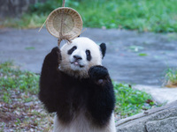 Giant panda Yu Ke plays with a bamboo basket at Chongqing Zoo in Chongqing, China, on October 6, 2024. (