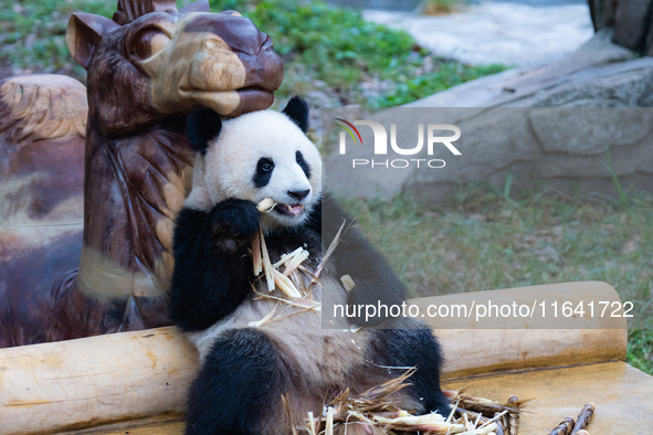 Giant panda Yu Ke eats bamboo shoots in Chongqing Zoo in Chongqing, China, on October 6, 2024. 