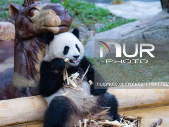 Giant panda Yu Ke eats bamboo shoots in Chongqing Zoo in Chongqing, China, on October 6, 2024. (