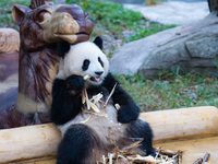 Giant panda Yu Ke eats bamboo shoots in Chongqing Zoo in Chongqing, China, on October 6, 2024. (