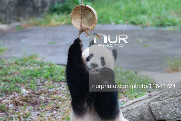 Giant panda Yu Ke plays with a bamboo basket at Chongqing Zoo in Chongqing, China, on October 6, 2024. 