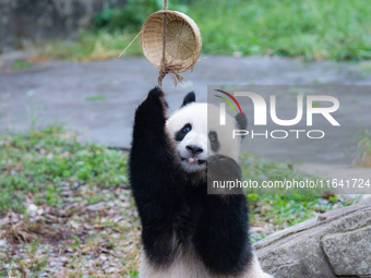 Giant panda Yu Ke plays with a bamboo basket at Chongqing Zoo in Chongqing, China, on October 6, 2024. (