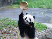 Giant panda Yu Ke plays with a bamboo basket at Chongqing Zoo in Chongqing, China, on October 6, 2024. (