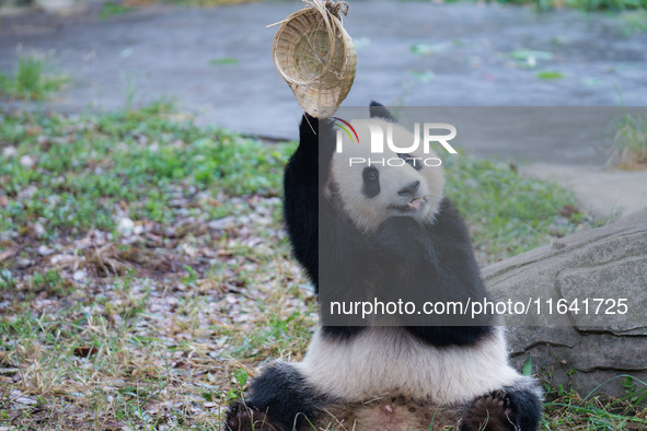 Giant panda Yu Ke plays with a bamboo basket at Chongqing Zoo in Chongqing, China, on October 6, 2024. 