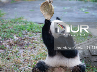 Giant panda Yu Ke plays with a bamboo basket at Chongqing Zoo in Chongqing, China, on October 6, 2024. (