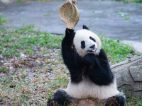 Giant panda Yu Ke plays with a bamboo basket at Chongqing Zoo in Chongqing, China, on October 6, 2024. (