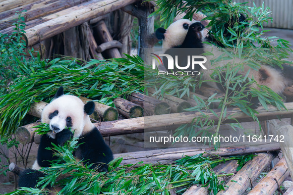 Giant panda Yu Ke plays with a bamboo basket at Chongqing Zoo in Chongqing, China, on October 6, 2024. 