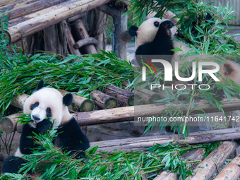 Giant panda Yu Ke plays with a bamboo basket at Chongqing Zoo in Chongqing, China, on October 6, 2024. (