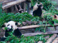 Giant panda Yu Ke plays with a bamboo basket at Chongqing Zoo in Chongqing, China, on October 6, 2024. (