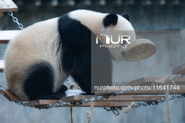 Giant panda Yu Ai plays at Chongqing Zoo in Chongqing, China, on October 6, 2024. 