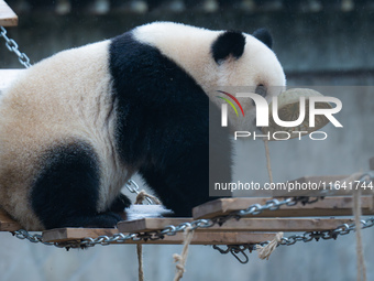 Giant panda Yu Ai plays at Chongqing Zoo in Chongqing, China, on October 6, 2024. (