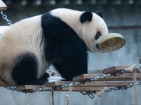 Giant panda Yu Ai plays at Chongqing Zoo in Chongqing, China, on October 6, 2024. (