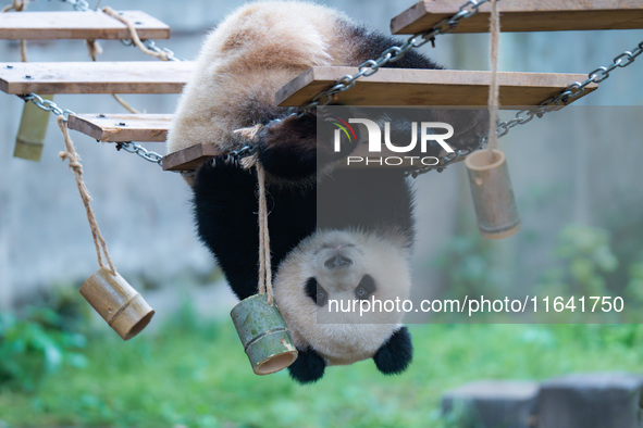 Giant panda Yu Ai plays at Chongqing Zoo in Chongqing, China, on October 6, 2024. 