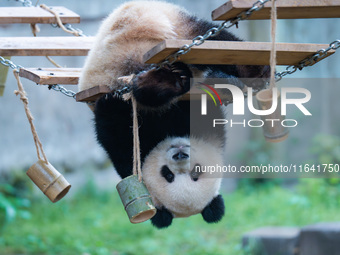 Giant panda Yu Ai plays at Chongqing Zoo in Chongqing, China, on October 6, 2024. (