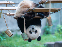 Giant panda Yu Ai plays at Chongqing Zoo in Chongqing, China, on October 6, 2024. (