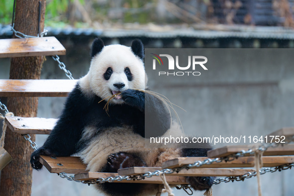 Giant panda Yu Ai plays at Chongqing Zoo in Chongqing, China, on October 6, 2024. 