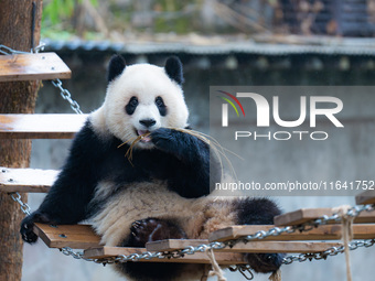 Giant panda Yu Ai plays at Chongqing Zoo in Chongqing, China, on October 6, 2024. (