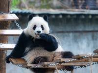 Giant panda Yu Ai plays at Chongqing Zoo in Chongqing, China, on October 6, 2024. (