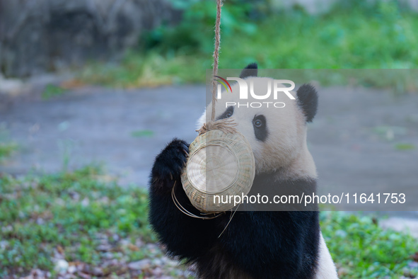 Giant panda Yu Ke plays with a bamboo basket at Chongqing Zoo in Chongqing, China, on October 6, 2024. 