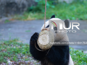 Giant panda Yu Ke plays with a bamboo basket at Chongqing Zoo in Chongqing, China, on October 6, 2024. (