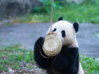 Giant panda Yu Ke plays with a bamboo basket at Chongqing Zoo in Chongqing, China, on October 6, 2024. (