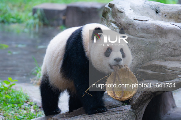 Giant panda Yu Ai plays at Chongqing Zoo in Chongqing, China, on October 6, 2024. 