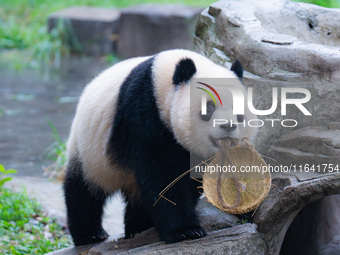 Giant panda Yu Ai plays at Chongqing Zoo in Chongqing, China, on October 6, 2024. (