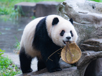 Giant panda Yu Ai plays at Chongqing Zoo in Chongqing, China, on October 6, 2024. (