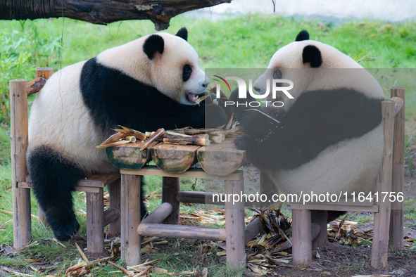 Giant pandas Xing Xing and Chen Chen have dinner at the Chongqing Zoo in Chongqing, China, on October 6, 2024. 