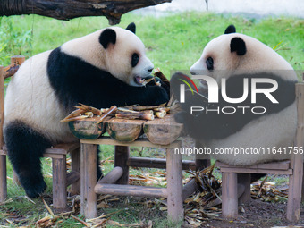 Giant pandas Xing Xing and Chen Chen have dinner at the Chongqing Zoo in Chongqing, China, on October 6, 2024. (