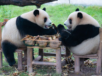 Giant pandas Xing Xing and Chen Chen have dinner at the Chongqing Zoo in Chongqing, China, on October 6, 2024. (