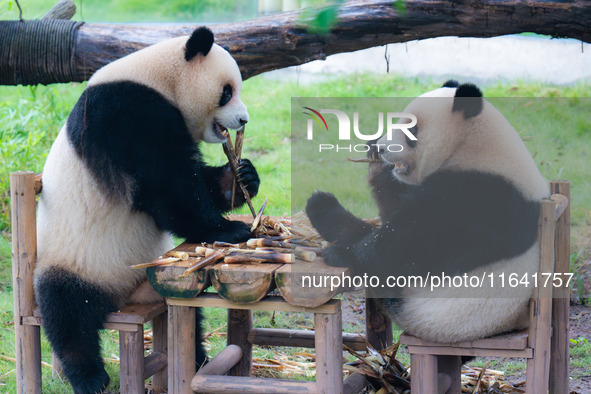 Giant pandas Xing Xing and Chen Chen have dinner at the Chongqing Zoo in Chongqing, China, on October 6, 2024. 