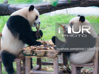 Giant pandas Xing Xing and Chen Chen have dinner at the Chongqing Zoo in Chongqing, China, on October 6, 2024. (